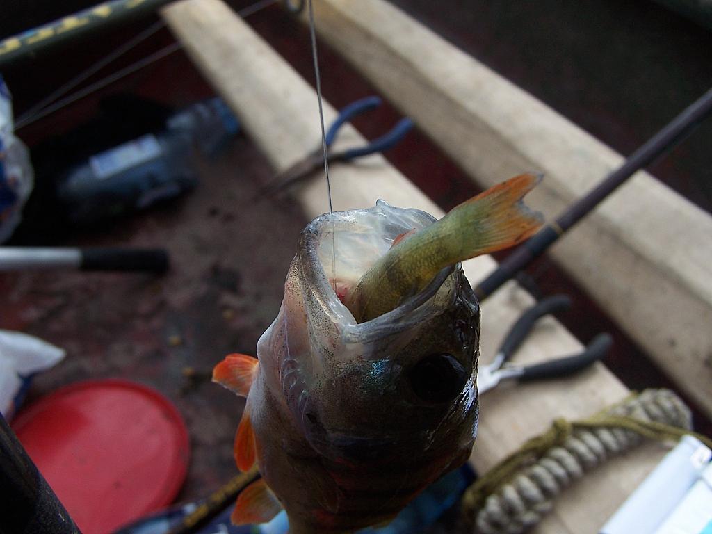 DIN DELTA - 6080re2.jpg